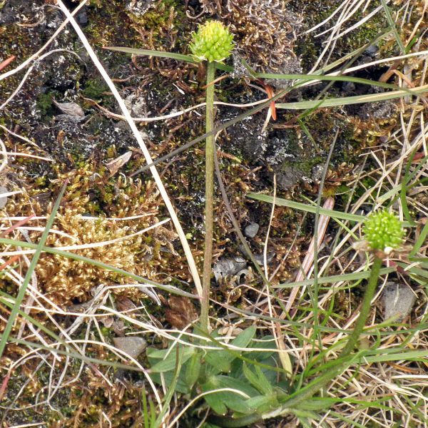 Ranunculus sulphureus Svalbard Longyearbyen 2014 2 A.Elven a